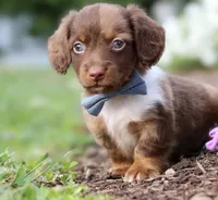Teddy 🧸 — Male Long-Haired Miniature Dachshund, a male Miniature Dachshund for sale in Lancaster, PA – 4 of 7