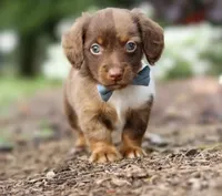 Teddy 🧸 — Male Long-Haired Miniature Dachshund, a male Miniature Dachshund for sale in Lancaster, PA – 3 of 7