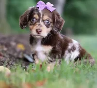 Millie 💜 — Female Long-Haired Miniature Dachshund, a female Miniature Dachshund for sale in Lancaster, PA – 2 of 5
