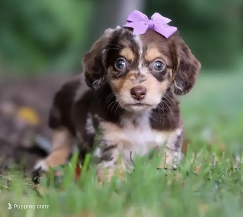 Millie 💜 — Female Long-Haired Miniature Dachshund – Miniature Dachshund puppy for sale in Lancaster, PA