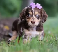 Millie 💜 — Female Long-Haired Miniature Dachshund, a female Miniature Dachshund for sale in Lancaster, PA – 1 of 5