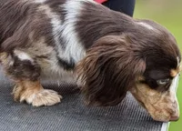 Millie 💜 — Female Long-Haired Miniature Dachshund, a female Miniature Dachshund for sale in Lancaster, PA – 5 of 5