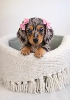 Willow 💗 Stunning Silver Dapple Mini Dachshund Girl ✨, a female Miniature Dachshund for sale in Lancaster, PA – 4 of 6