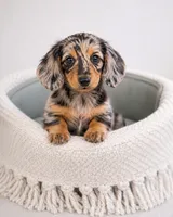 Winston – Gorgeous Silver Dapple Mini Dachshund 💙, a male Miniature Dachshund for sale in Lancaster, PA – 3 of 5