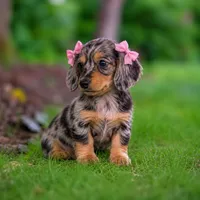 Willow 💗 Stunning Silver Dapple Mini Dachshund Girl ✨, a female Miniature Dachshund for sale in Lancaster, PA – 2 of 6