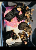 Winston — Yorkshire Terrier Boy 🐾, a male Yorkshire Terrier for sale in Lancaster, PA – 3 of 3