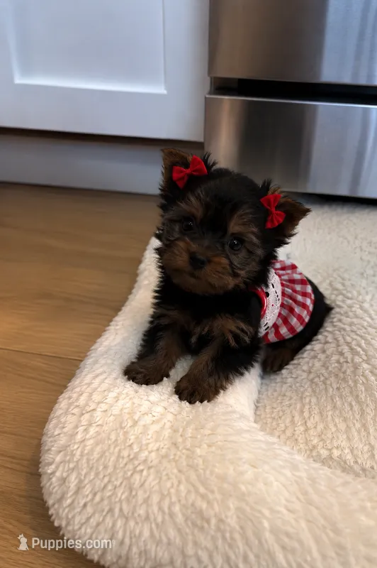 Clover — Yorkshire Terrier Girl 🍀 – Yorkshire Terrier puppy for sale in Lancaster, PA