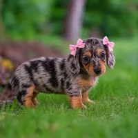 Willow 💗 Stunning Silver Dapple Mini Dachshund Girl ✨, a female Miniature Dachshund for sale in Lancaster, PA – 3 of 6