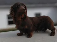 Millie 💜 — Female Long-Haired Miniature Dachshund, a female Miniature Dachshund for sale in Lancaster, PA – 4 of 5