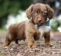 Teddy 🧸 — Male Long-Haired Miniature Dachshund, a male Miniature Dachshund for sale in Lancaster, PA – 5 of 7
