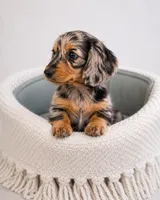Winston – Gorgeous Silver Dapple Mini Dachshund 💙, a male Miniature Dachshund for sale in Lancaster, PA – 4 of 5