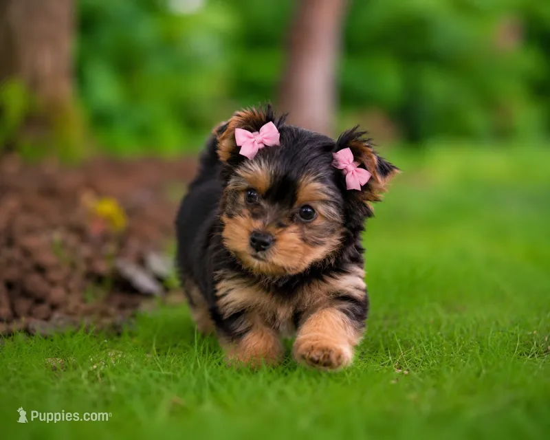Lottie — Yorkshire Terrier Girl 🎀 – Yorkshire Terrier puppy for sale in Lancaster, PA