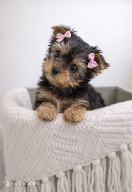 Lottie — Yorkshire Terrier Girl 🎀 – Yorkshire Terrier puppy for sale in Lancaster, PA