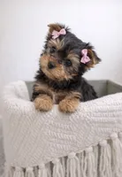 Lottie — Yorkshire Terrier Girl 🎀, a female Yorkshire Terrier for sale in Lancaster, PA – 2 of 3