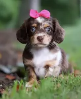 Poppy 🌸 — Female Long-Haired Miniature Dachshund, a female Miniature Dachshund for sale in Lancaster, PA – 2 of 5