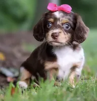 Poppy 🌸 — Female Long-Haired Miniature Dachshund, a female Miniature Dachshund for sale in Lancaster, PA – 3 of 5
