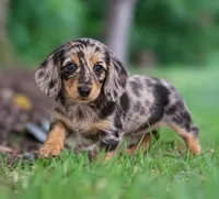 Winston – Gorgeous Silver Dapple Mini Dachshund 💙, a male Miniature Dachshund for sale in Lancaster, PA – 2 of 5