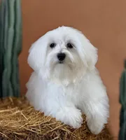 Fuji, a male Maltese for sale in Monee, IL – Photo 3 of 4