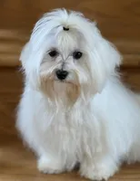 Fuji, a male Maltese for sale in Monee, IL – 5 of 6