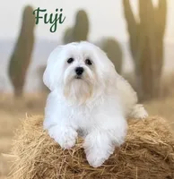 Fuji, a male Maltese for sale in Monee, IL – Photo 1 of 4
