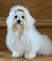 Fuji, a male Maltese for sale in Monee, IL – 1 of 6