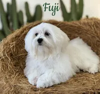 Fuji, a male Maltese for sale in Monee, IL – Photo 2 of 4