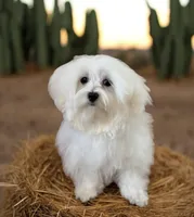 Fuji, a male Maltese for sale in Monee, IL – Photo 4 of 4