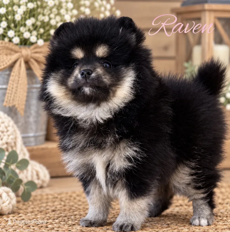 Raven – Pomeranian puppy for sale in Monee, IL
