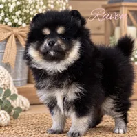 Raven, a female Pomeranian for sale in Monee, IL – 1 of 4
