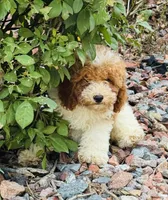 Sparky, a male Poodle - Toy  for sale in Monee, IL – 3 of 5