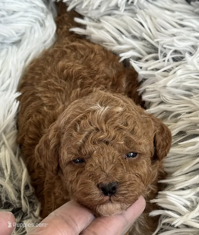 Pierre – Poodle - Toy , Miniature Goldendoodle puppy for sale in Monee, IL
