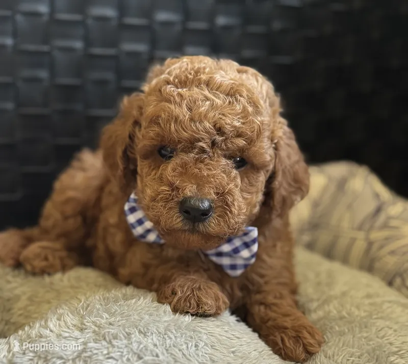 Preston – Poodle - Toy , Miniature Goldendoodle puppy for sale in Monee, IL