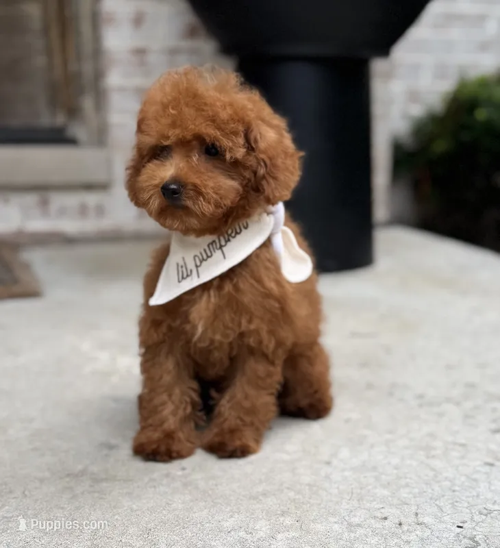 Oakley AKC – Poodle - Toy  puppy for sale in Monee, IL