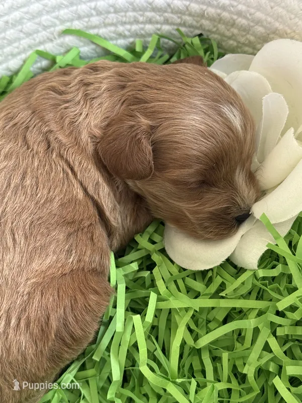 Klover – Cavapoo, Poodle - Toy  puppy for sale in Monee, IL