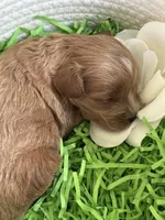 Klover, a male Cavapoo and Poodle - Toy  for sale in Monee, IL – 3 of 4