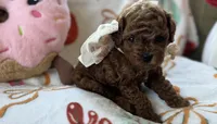 Tulip AKC Tiny Toy, a female Poodle - Toy  for sale in Monee, IL – 4 of 6