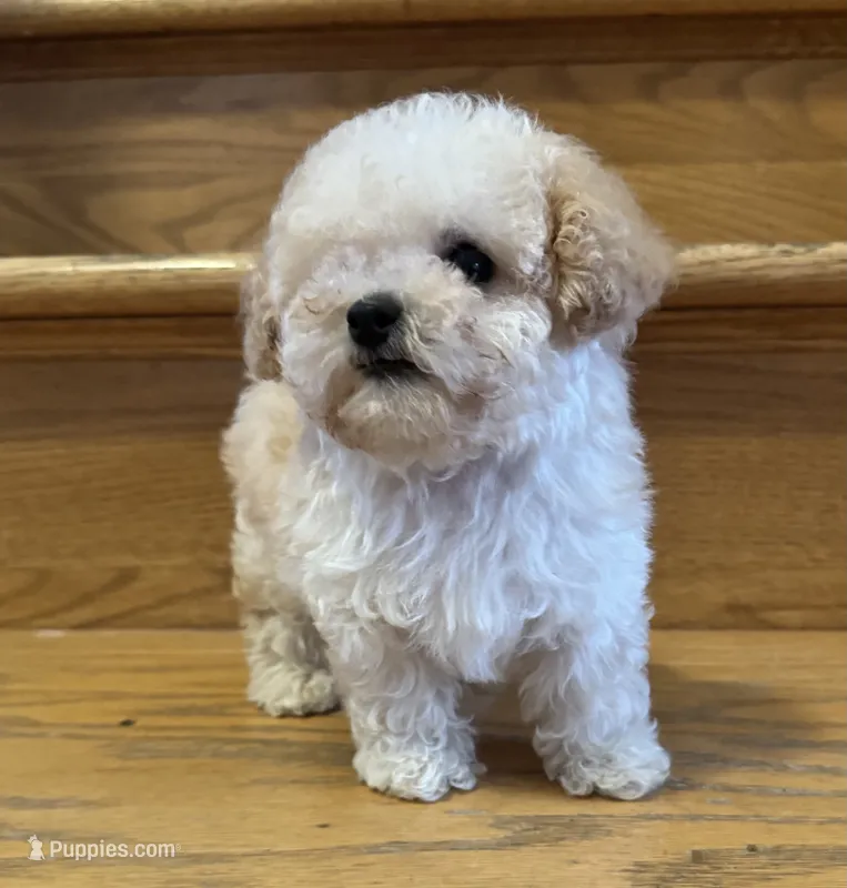 Scooter Teacup – Poodle - Toy  puppy for sale in Monee, IL