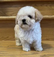 Scooter Teacup, a male Poodle - Toy  for sale in Monee, IL – 4 of 6