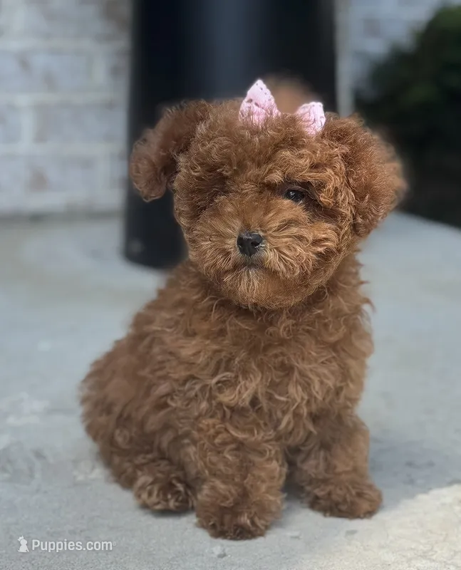 Kisses Tiny AKC – Poodle - Toy  puppy for sale in Monee, IL