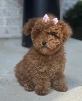 Kisses AKC, a female Poodle - Toy  for sale in Monee, IL – 4 of 5