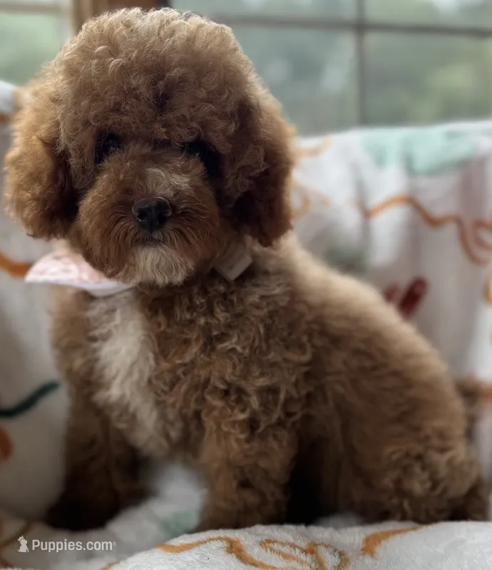 Pico Toy – Poodle - Toy  puppy for sale in Monee, IL
