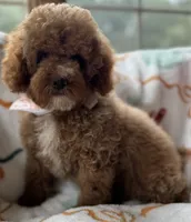 Pico Toy, a male Poodle - Toy  for sale in Monee, IL – 3 of 6