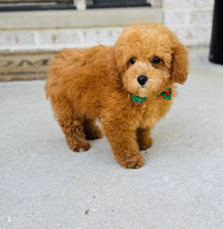 Roman AKC – Poodle - Toy  puppy for sale in Monee, IL
