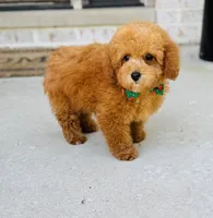 Roman AKC, a male Poodle - Toy  for sale in Monee, IL – 1 of 5