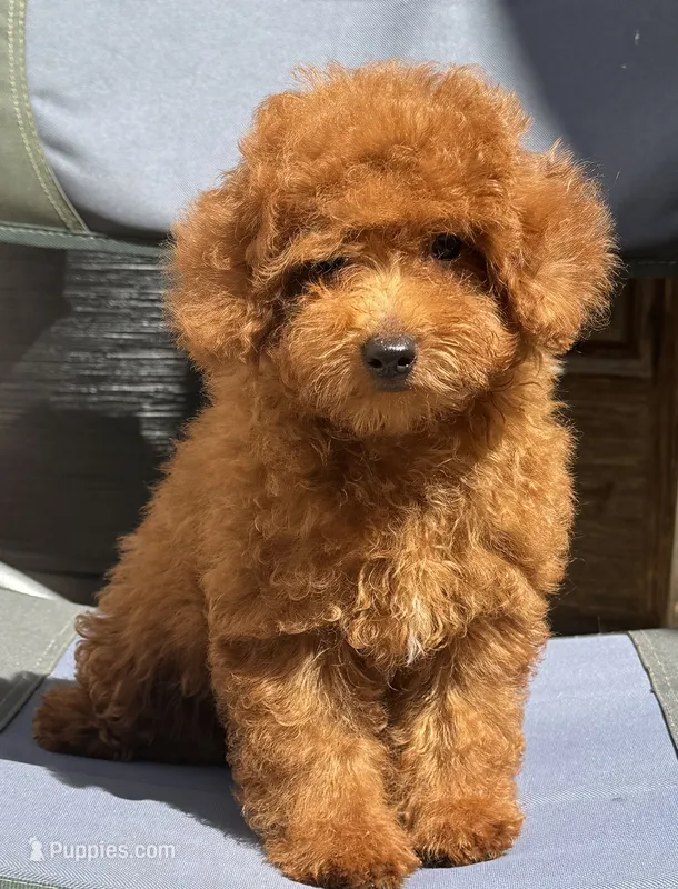 Oakley AKC – Poodle - Toy  puppy for sale in Monee, IL