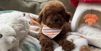 Rocket, a male Cavapoo and Poodle - Toy  for sale in Monee, IL – 5 of 6