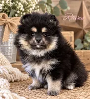 Raven, a female Pomeranian for sale in Monee, IL – 3 of 4