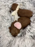 Tiny babies, a female Poodle - Toy  for sale in Monee, IL – 6 of 8