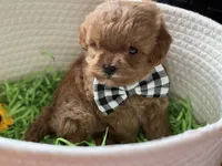 Kashmir Tiny, a male Cavapoo and Poodle - Toy  for sale in Monee, IL – 3 of 5
