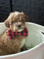 Klover Tiny, a male Cavapoo and Poodle - Toy  for sale in Monee, IL – 1 of 6